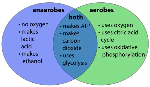 aeroibc vs anaerobic - long distance running - functions