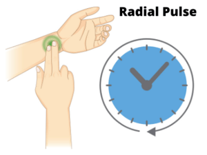 Rockport Walk Test - How To Take Radial Pulse - Half Marathon For Beginners